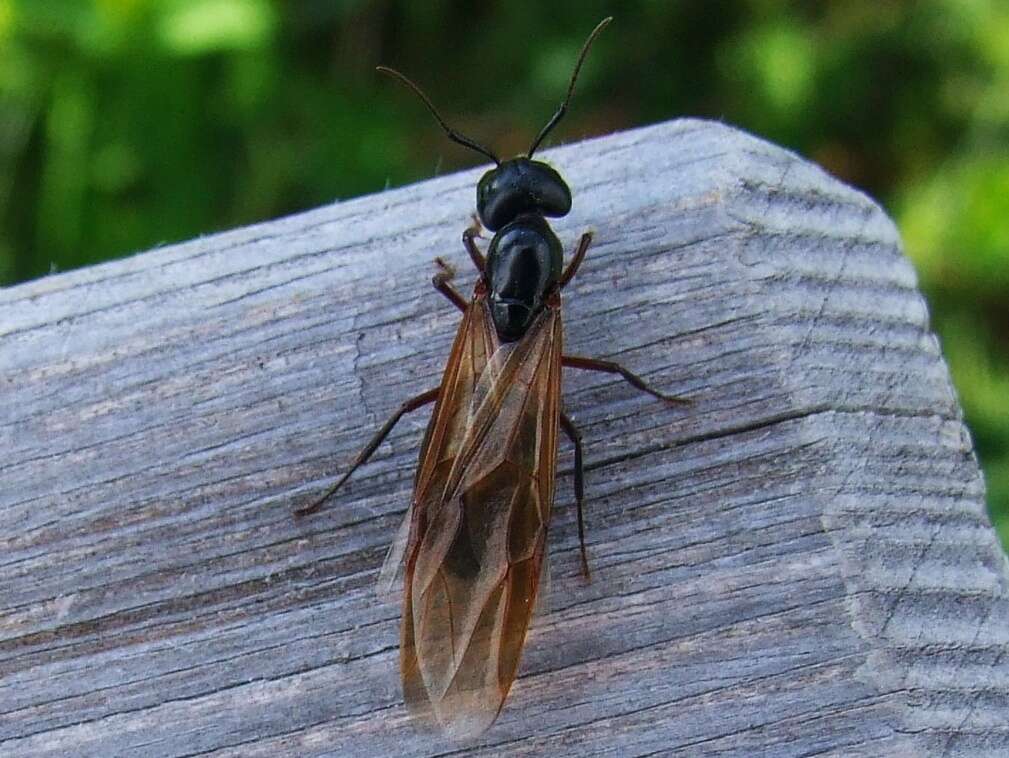 Image of Camponotus herculeanus (Linnaeus 1758)