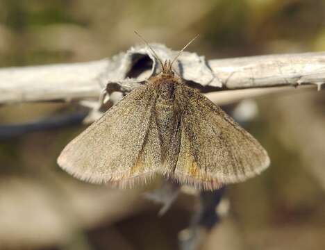 Image de Lythria purpuraria Linnaeus 1758