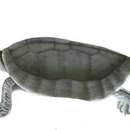 Image of Bengal Roof Turtle