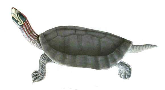 Image of Bengal Roof Turtle