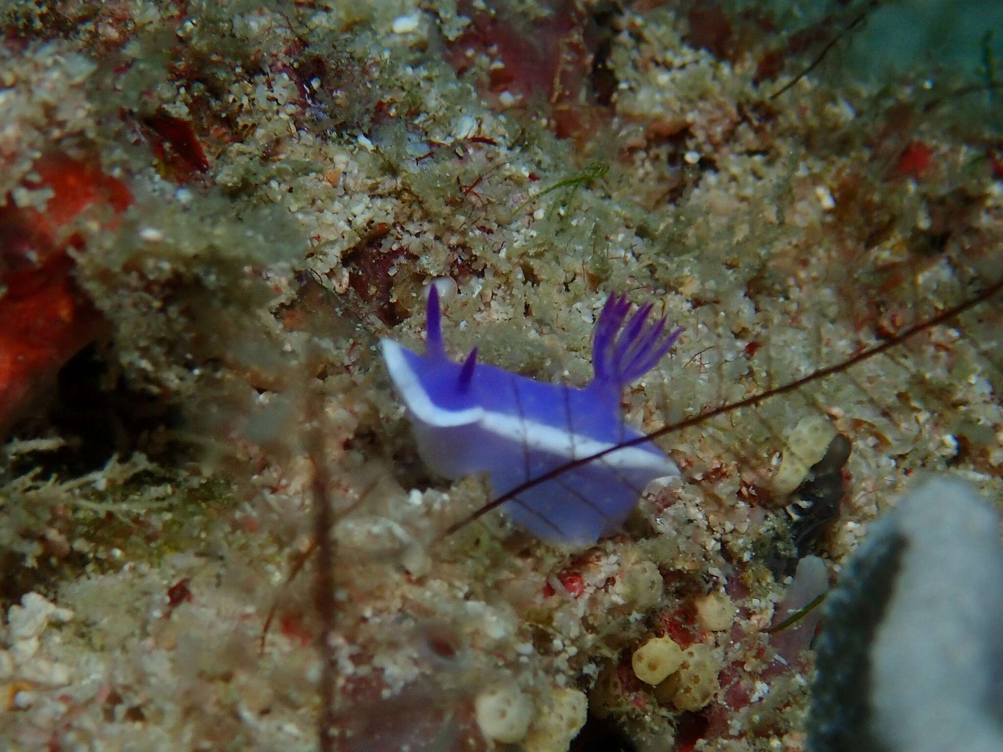 Image of Hypselodoris violacea Gosliner & R. F. Johnson 2018