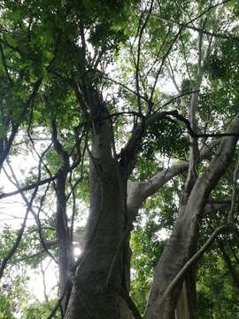 Image of Venetian sumac