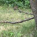Image of Franklin's ground squirrel
