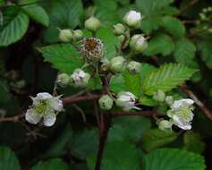 Sivun Rubus elegantispinosus (Schumacher) H. E. Weber kuva