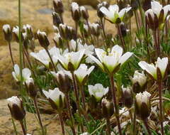 Sivun Cherleria marcescens (Fernald) A. J. Moore & Dillenb. kuva