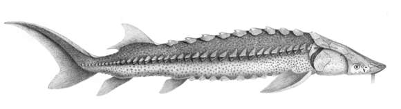 Image of White Sturgeon