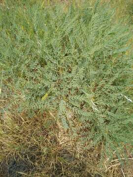 Image of Astragalus oleaefolius DC.