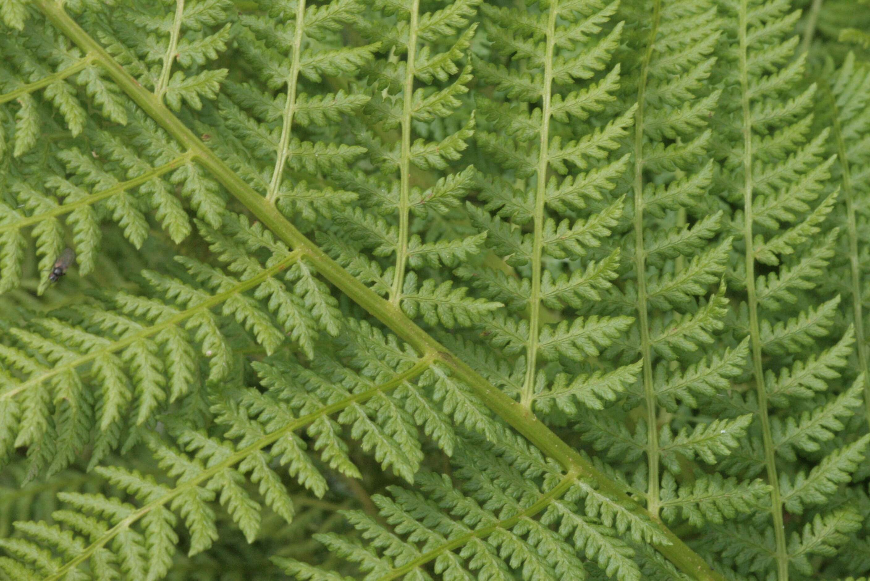 Image of alpine lady-fern