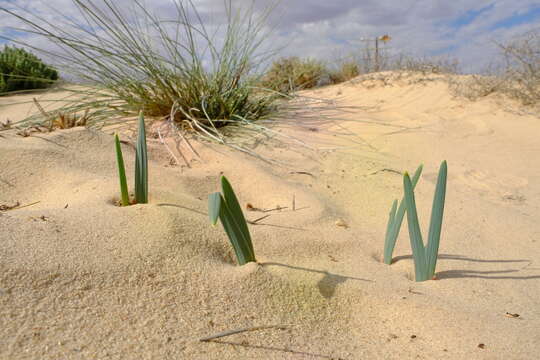 Image of Ferraria schaeferi Dinter