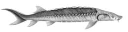 Image of White Sturgeon