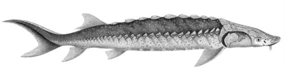 Image of White Sturgeon