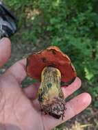 Image of Deceiving Bolete