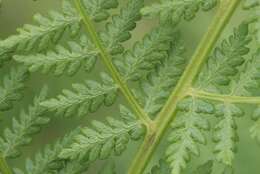 Image of alpine lady-fern