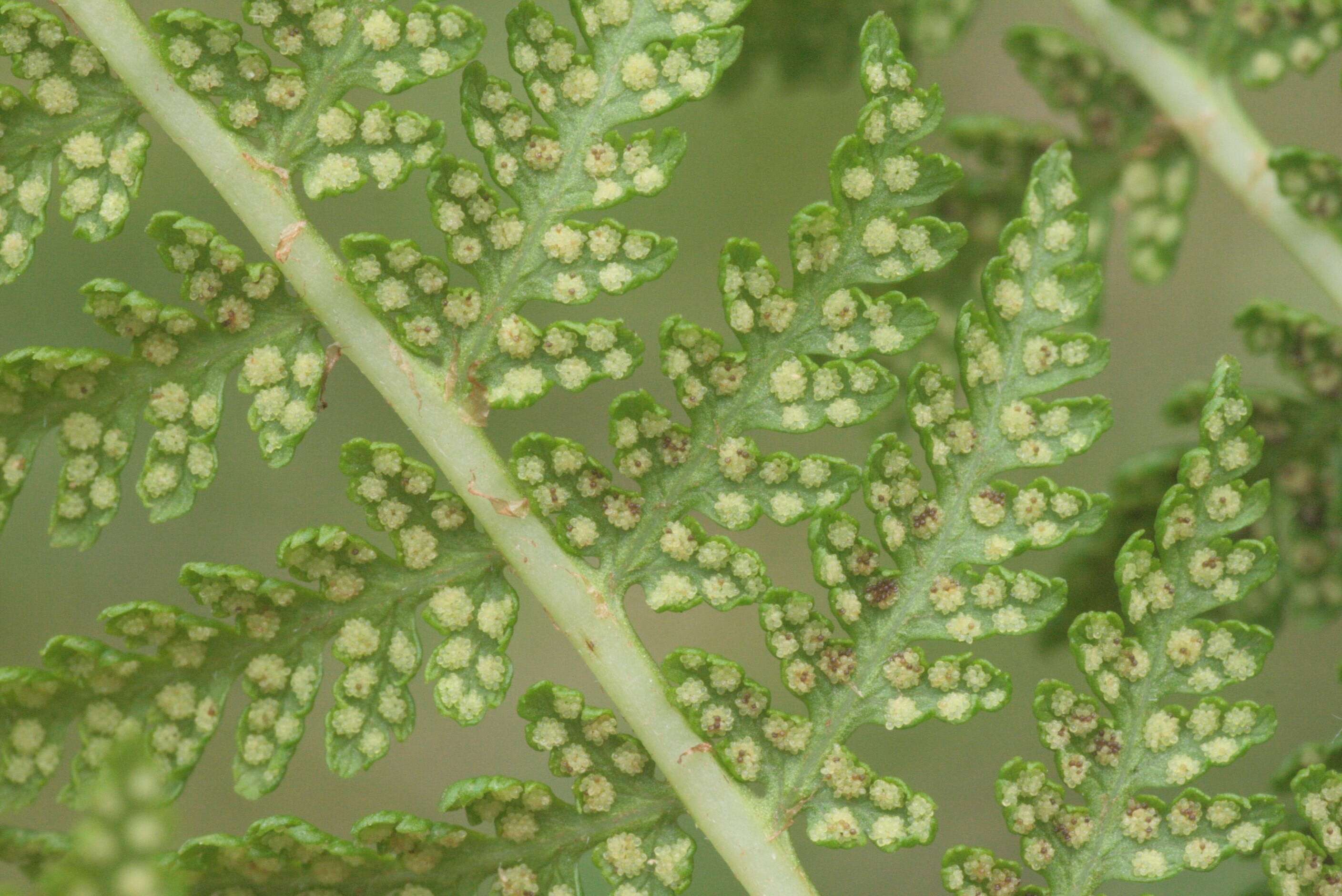 Image of alpine lady-fern