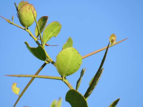 Image de Gymnosporia arenicola M. Jordaan