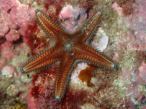 Image of Astropecten spinulosus (Philippi 1837)