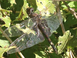 Image of Black Saddlebags