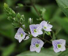 Image of Blue Water-speedwell