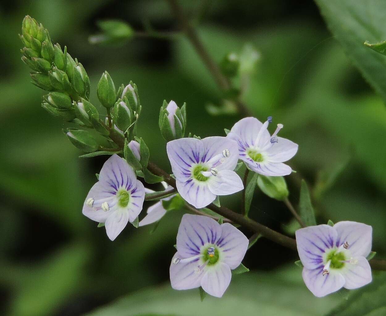 Image of Blue Water-speedwell