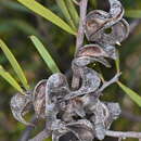 Слика од Acacia oswaldii F. Muell.