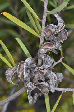 Image of umbrella acacia