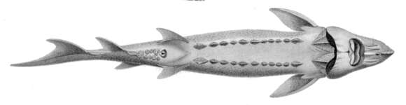 Image of White Sturgeon