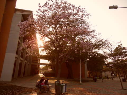 Image of pink trumpet-tree