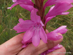 Image of Watsonia confusa Goldblatt