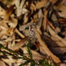 Image of Leucopogon collinus (Labill.) R. Br.