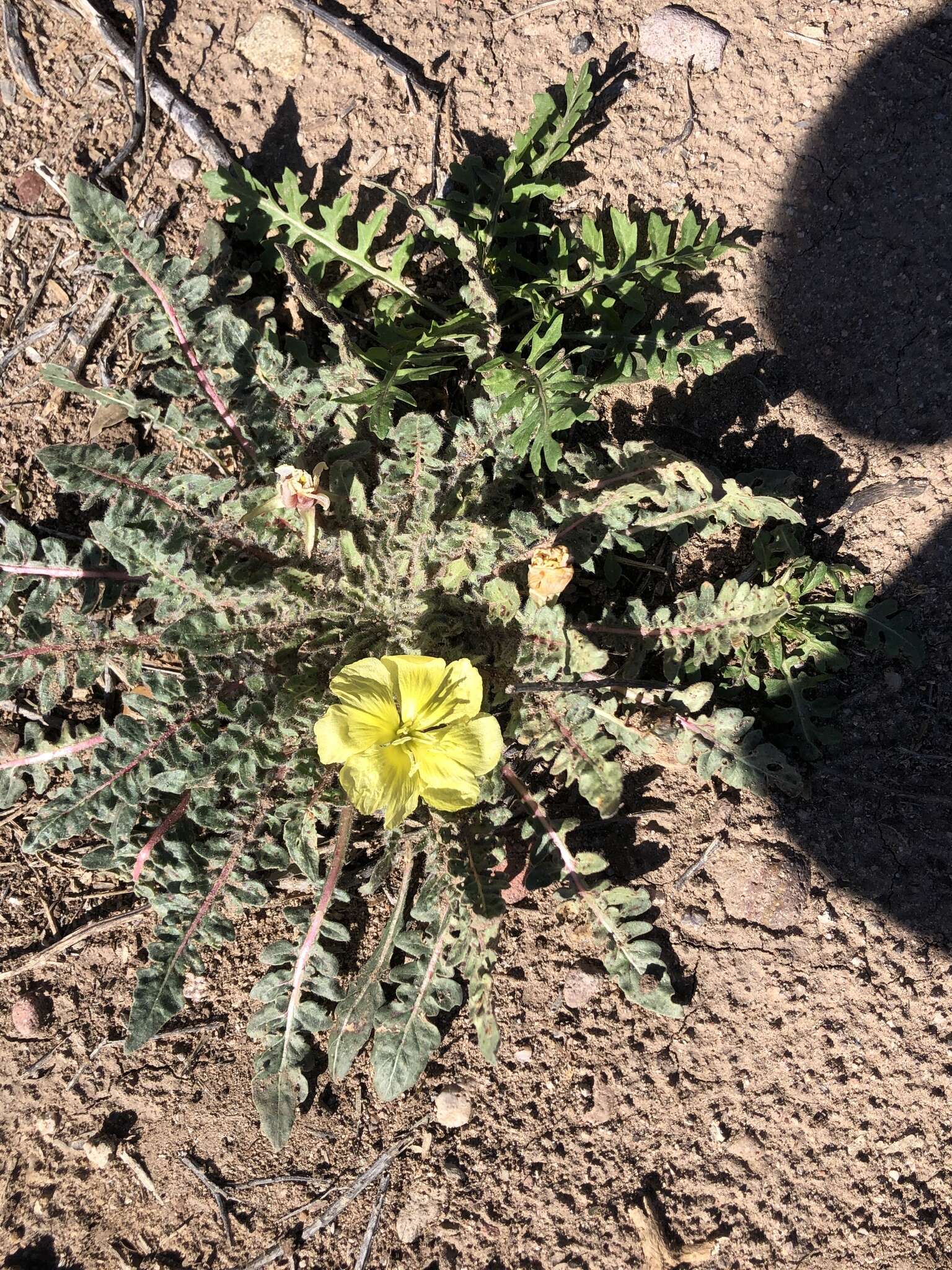 Image of desert evening primrose