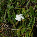 Cameraria latifolia L. resmi
