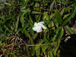 Image of Cameraria latifolia L.