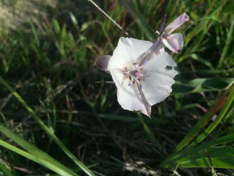 Image de Calochortus umbellatus Alph. Wood