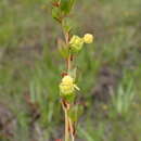 Image de Ludwigia virgata Michx.