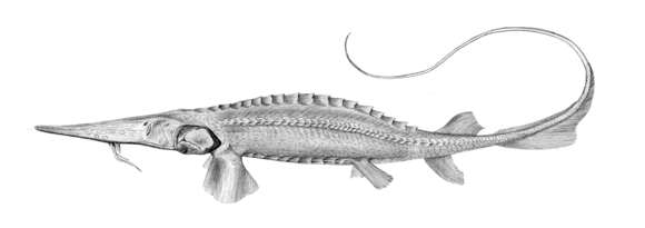 صورة Pseudoscaphirhynchus fedtschenkoi (Kessler 1872)