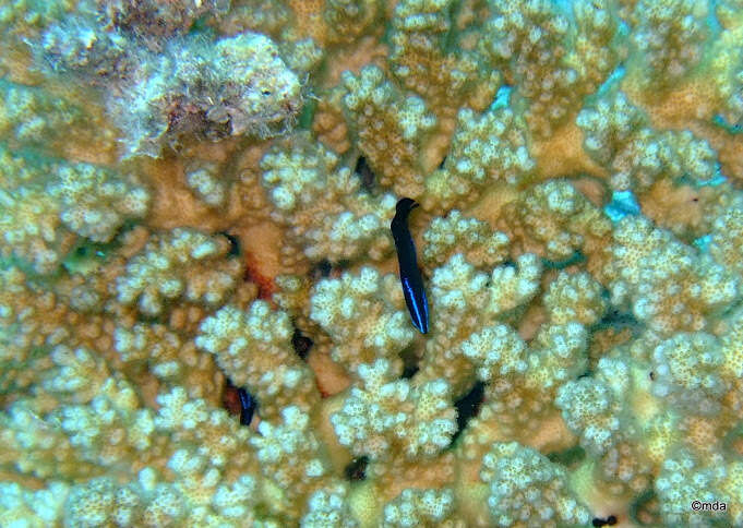 Image of Blue-striped dottyback