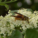 Image of Spilomyia alcimus (Walker 1849)