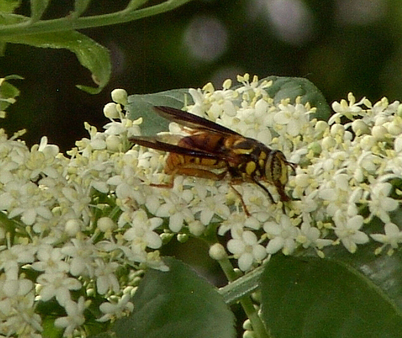 Image of Spilomyia alcimus (Walker 1849)