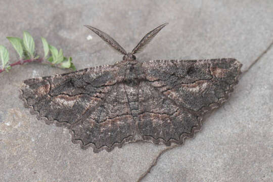 Image of Nychiodes dalmatina Wagner 1909
