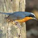Image of Indian Blue Robin