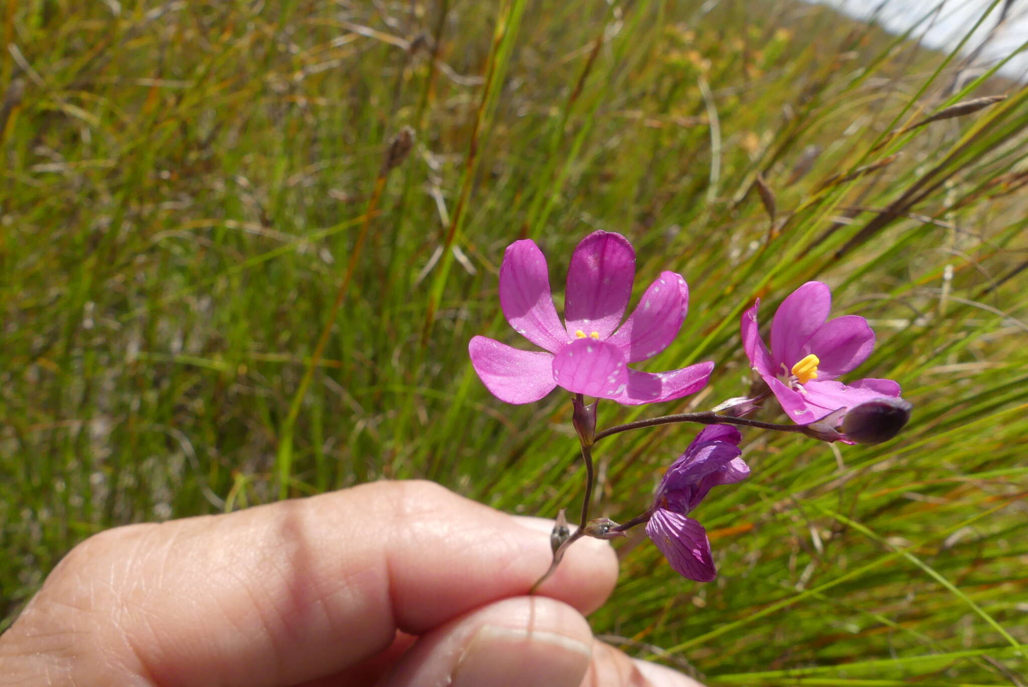 Image de Ixia stricta (Eckl. ex Klatt) G. J. Lewis