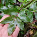 Image of Scandia rosifolia (Hook.) J. W. Dawson