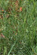 Image of Indigastrum burkeanum (Harv.) Schrire