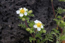 Potentilla newberryi A. Gray的圖片