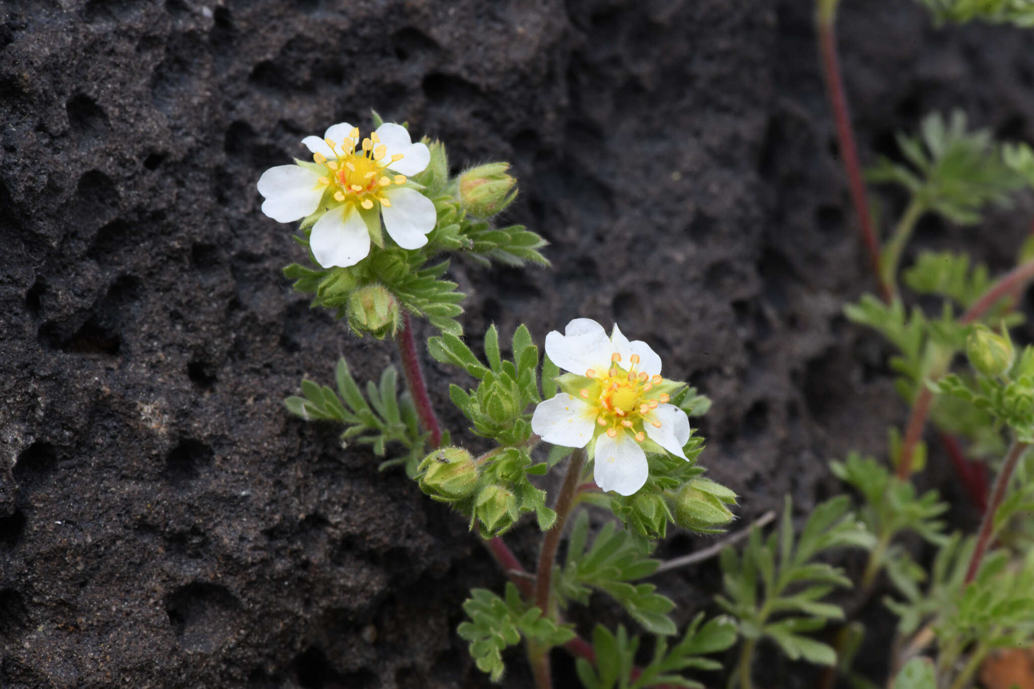 Image de Potentilla newberryi A. Gray