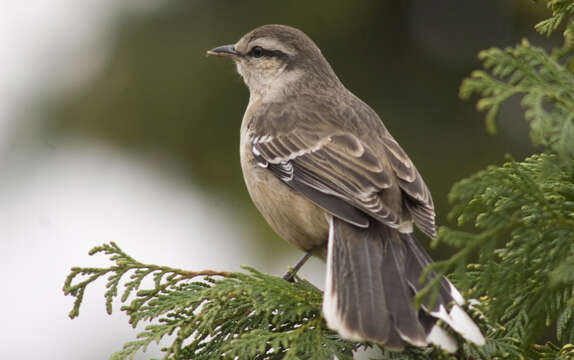 Image of Chalk-browed Mockingbird