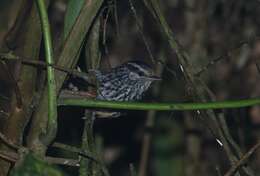 Image of Ochre-rumped Antbird