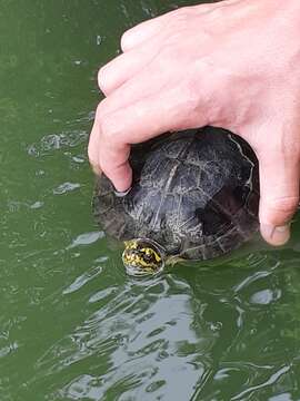 Image of Yellow-headed Temple Turtle