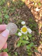 Image of <i>Erigeron <i>strigosus</i></i> var. strigosus