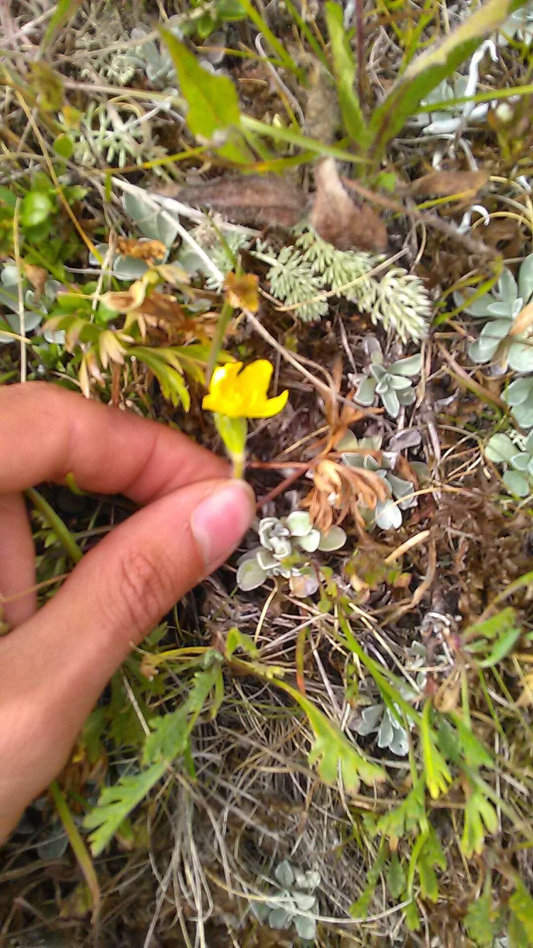 Image of Anemonastrum narcissiflorum subsp. chrysanthum (Ulbr.) Raus